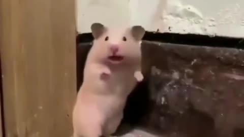 A hamster strikes back