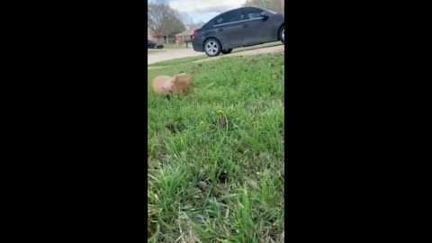 Dogs doing FUNNY Stuff