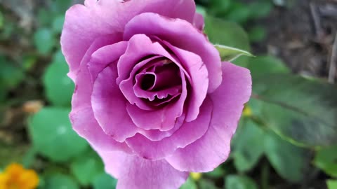 Flowers For A Cold Day From Petunia