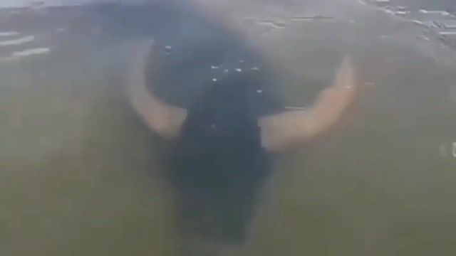 COW SWIN