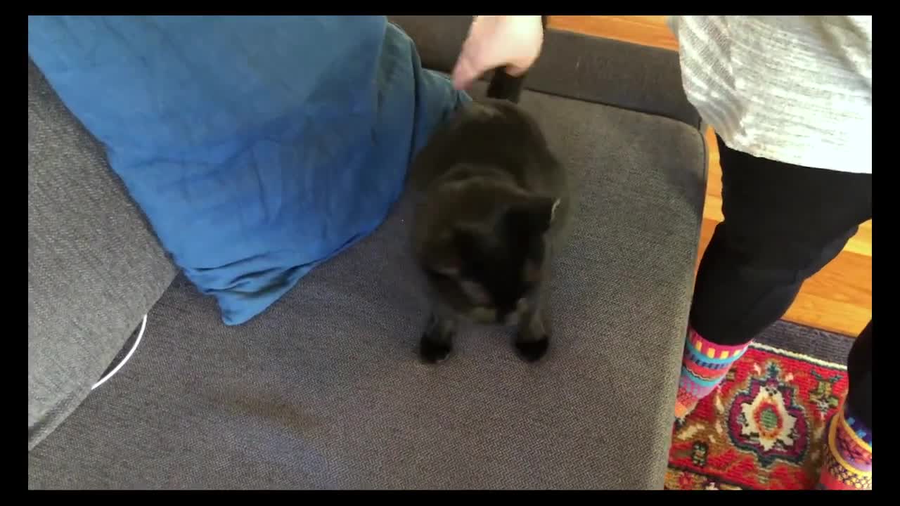 Training cat to follow and sit