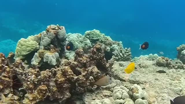 fish#underwater#justforfunenjoy