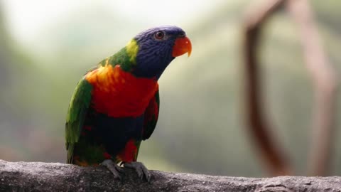 Beautiful parrot