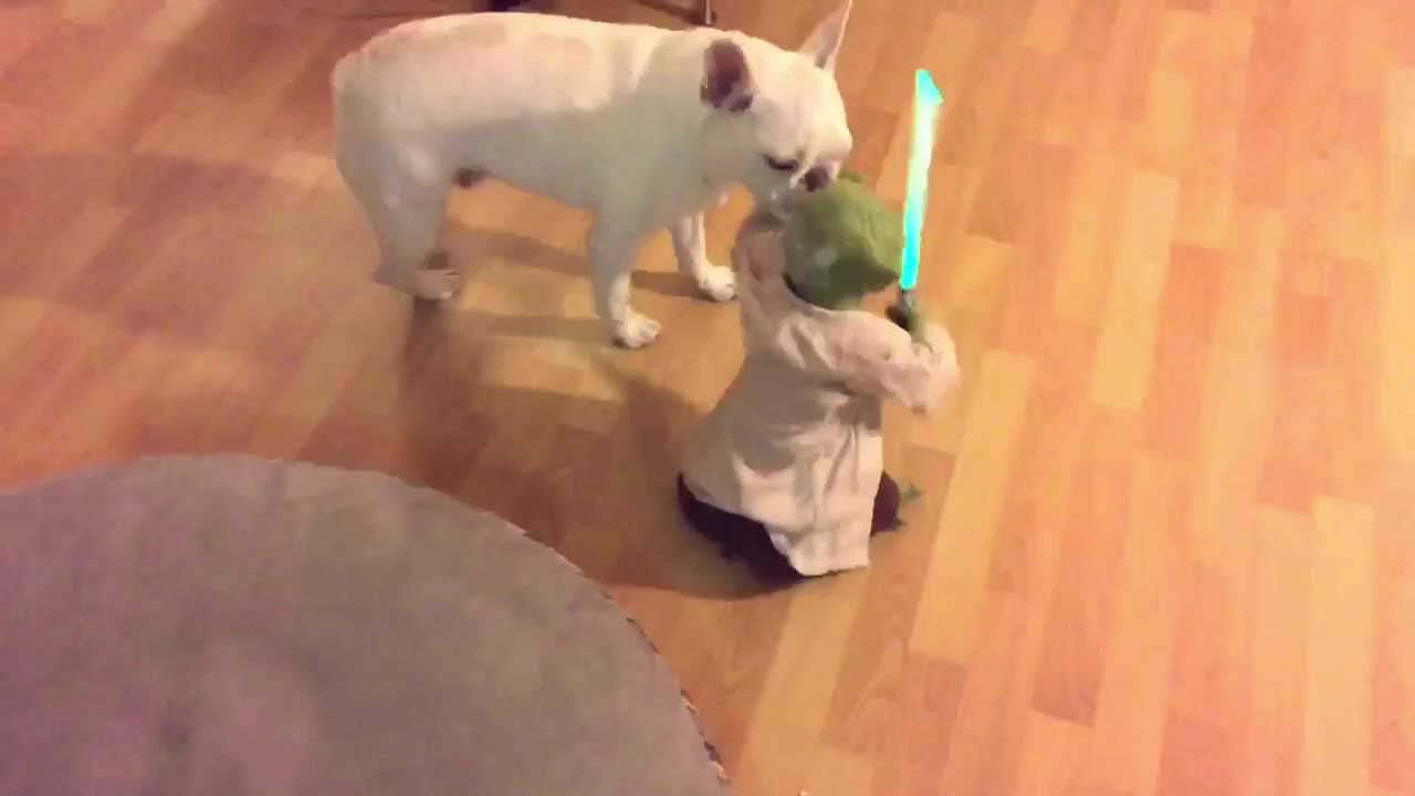 French Bulldog challenges Yoda, gets completely owned