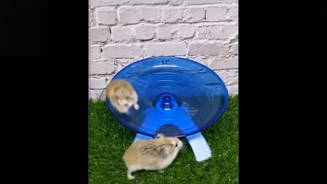 Nice Animal video