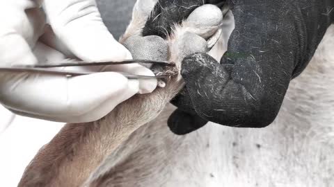 How To Remove Ticks from Dogs