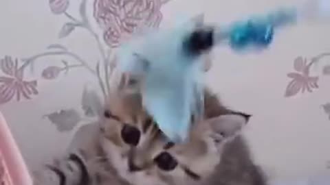 Cute Kitten Gets Annoyed