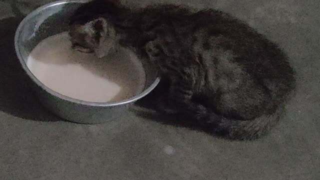 Little kitten cat having milk