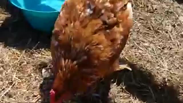 2 Moscovys & A Chick Episode 16: Pool Time!