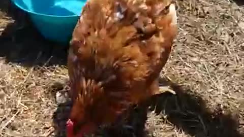 2 Moscovys & A Chick Episode 16: Pool Time!