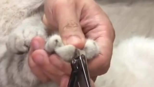 This is How i Cut My Cute Kitten Cat Nails at Home | Funny Cute Cats Video