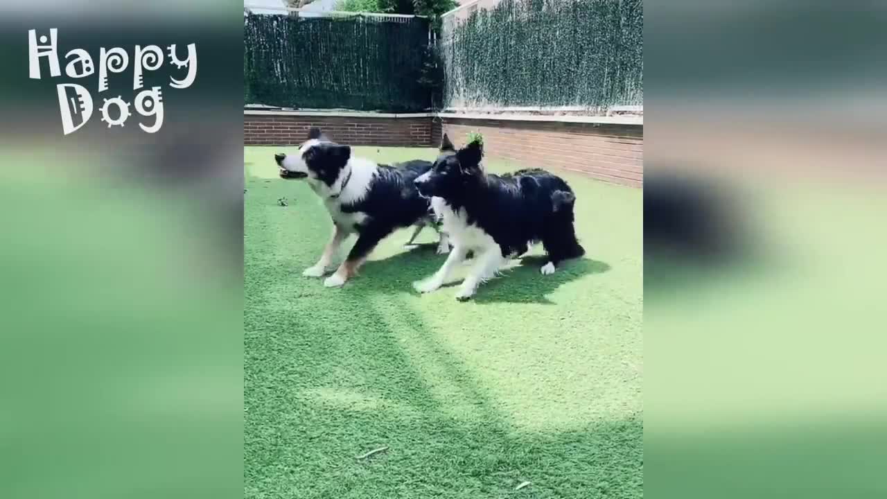 Funny dogs