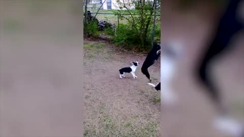 top animal