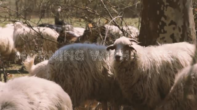 Relaxing Music, Farm Morning With Sheep Sound, Beautiful Background Music, Sleep Music - @Hassan_ ツ