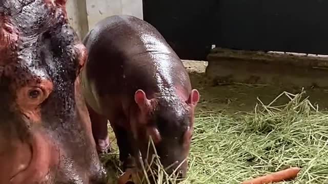 Hippo and his son