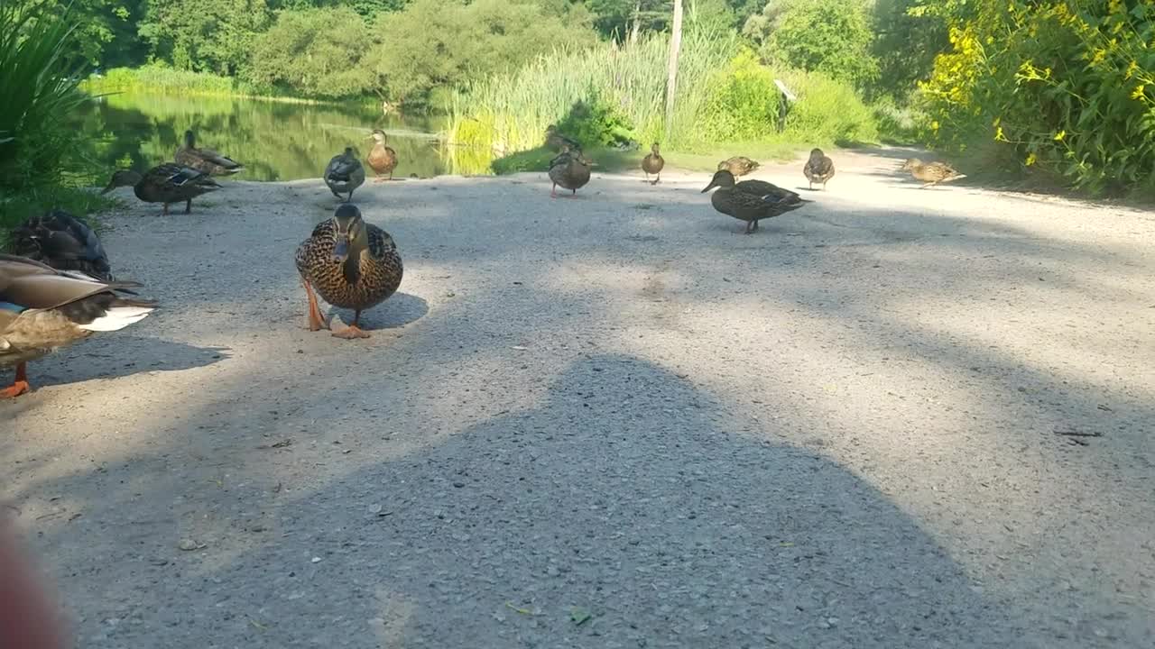 Mallard Ducks Modelling 😁😁