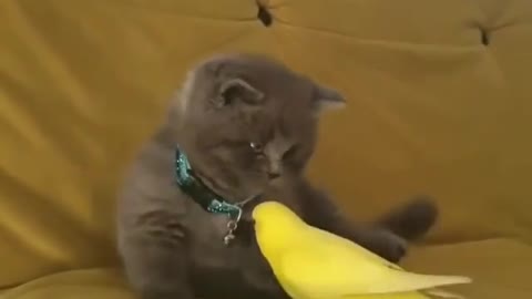 Bird attack on cat |funny animal videos