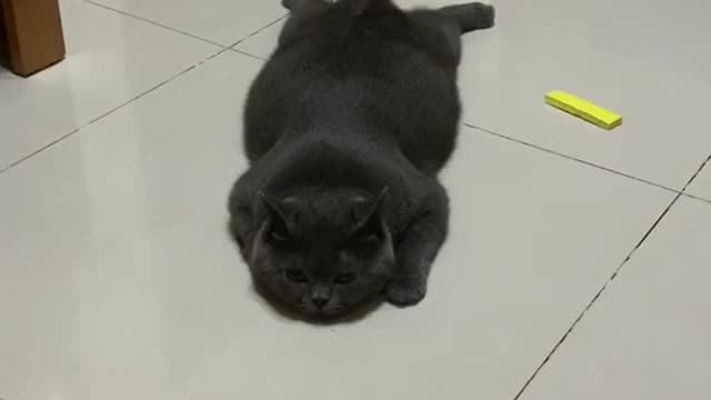 This cat is just as good at fetching things as dogs are