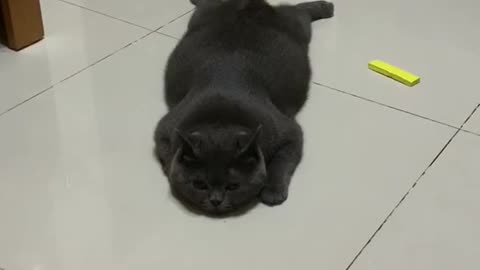 This cat is just as good at fetching things as dogs are