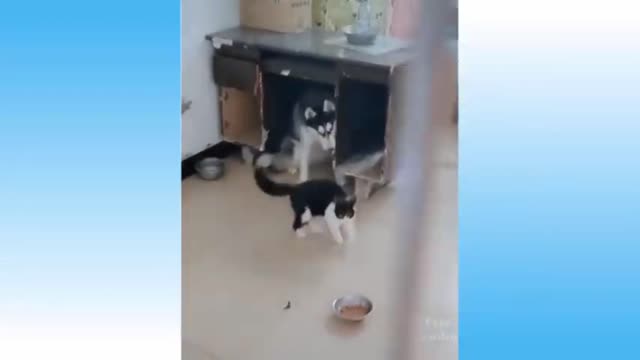 Dog and cat play together😋😁