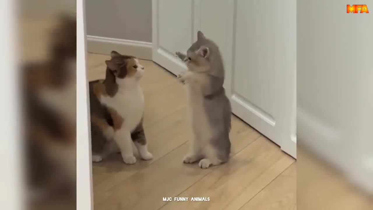 Best Funny Animals Videos 2024 😆 _ Funny and Cute Cats 🐈 and Dogs 🐕