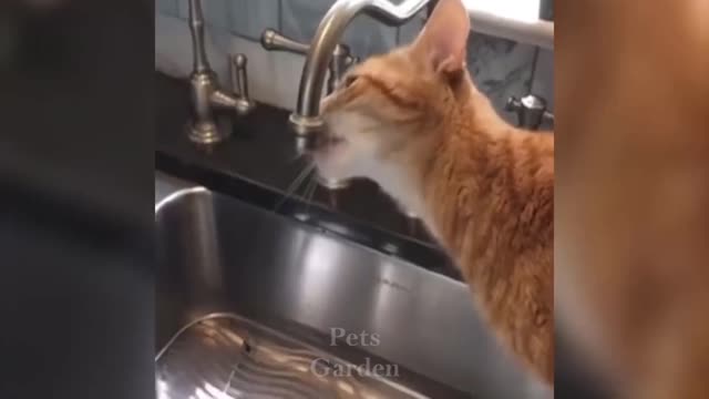 😂🐶 Top Funny Cat Videos of The Weekly - TRY NOT TO LAUGH 🐶😂🐶