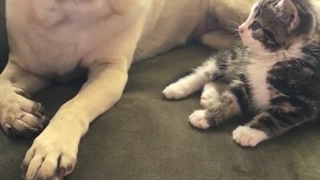 Brown pug licks paw on couch next to brown and white kitten