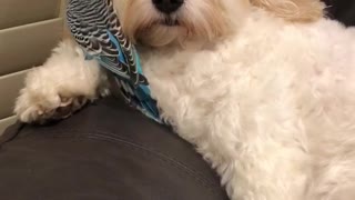 Budgie Loves Preening Doggy Best Friend