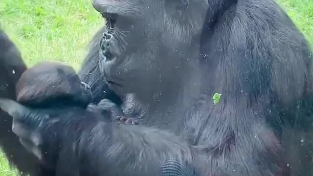 Mama Gorilla shows off her baby Gorilla at the Zoo