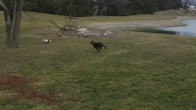 Yorkie v rottweiler