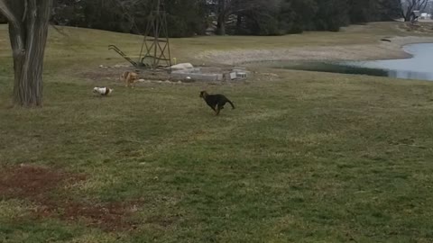 Yorkie v rottweiler