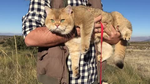 Cat walking outside