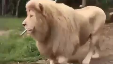 Singing Lion