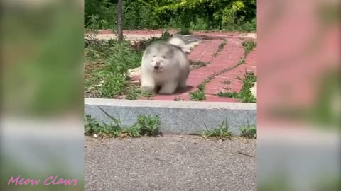 Baby Alaskan Malamute Cutest and Funniest Moments