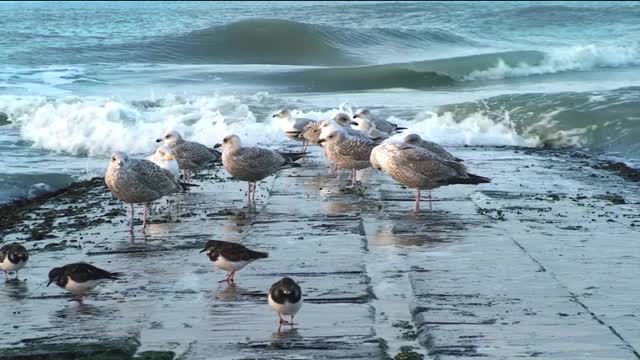 The waves stirred up a flock of seabirds