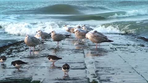 The waves stirred up a flock of seabirds