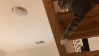 Cute cat learns how to fist bump