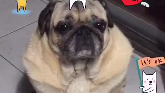 Cute pug stressed wants to go to sleep