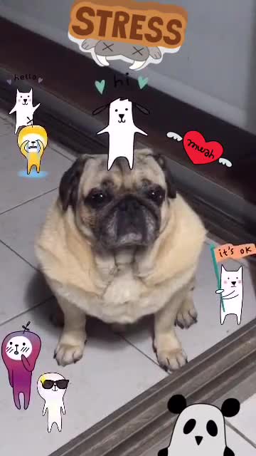 Cute pug stressed wants to go to sleep