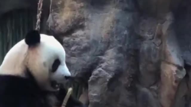 panda