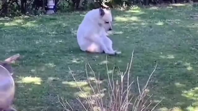 Funny behavior of animals