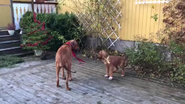 Christmas Ridgebacks <3