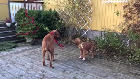 Christmas Ridgebacks <3