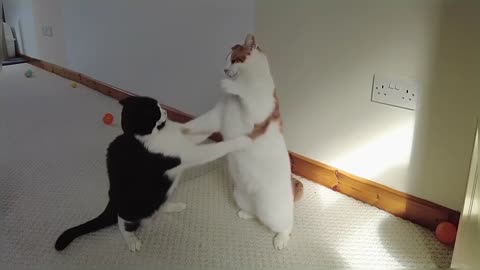 Cats Play Fighting (Compilation)