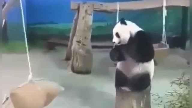 Accuracy of a panda. .so cute