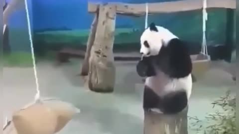 Accuracy of a panda. .so cute