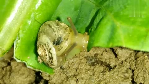 Watch how a snail eats