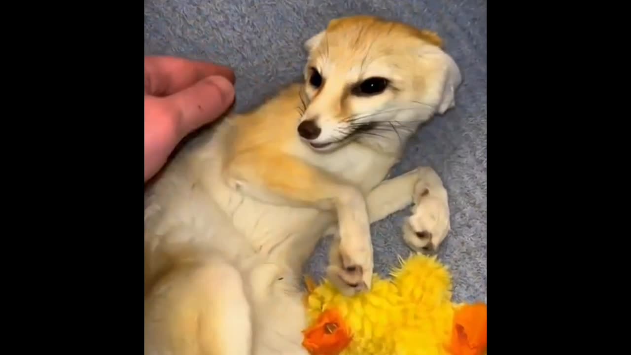 little fox 😍🦊