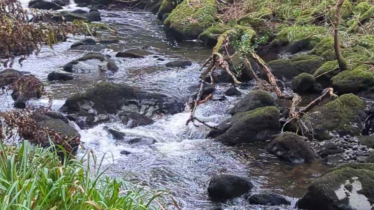 Devil's glen loop walk, Vartry river , Wicklow , Ireland