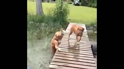 Dogs Fail Compilation